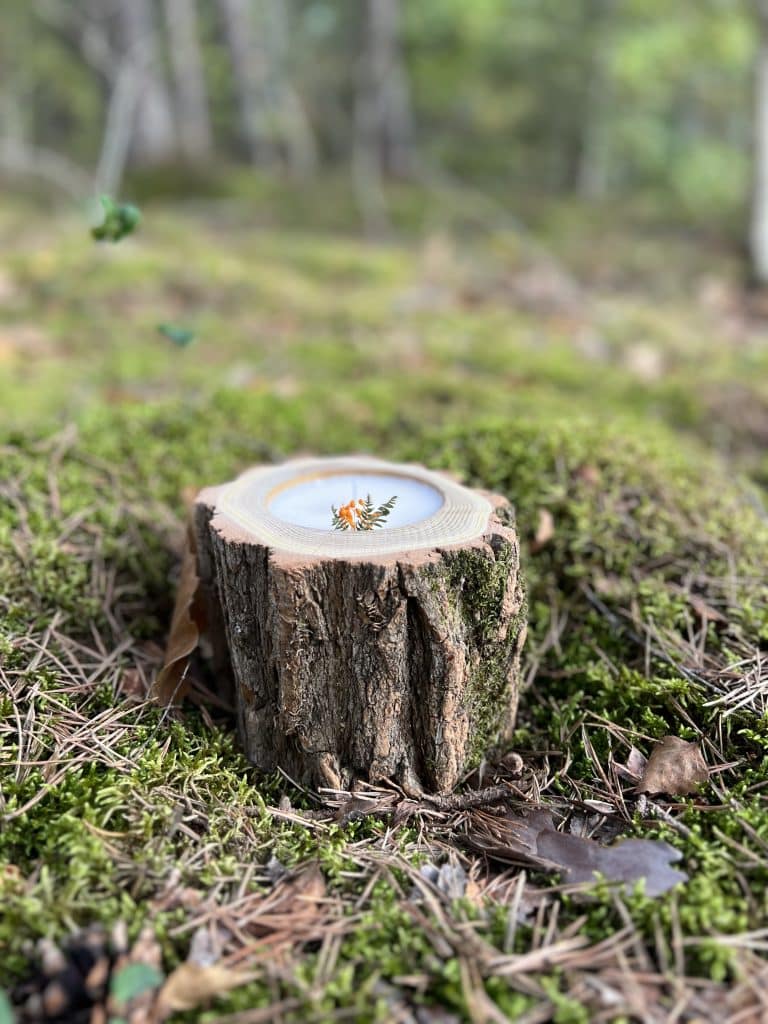 Bougie artisanale Atelier M posée sur une souche de bois en forêt de Sologne